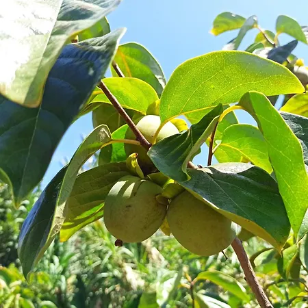 Jango Paradise Casa de Férias Funchal (Madeira)