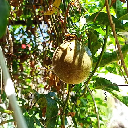 Jango Paradise Funchal (Madeira)