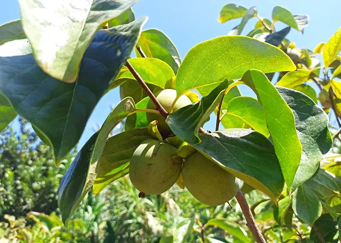 Jango Paradise Prázdninový dům Funchal (Madeira)