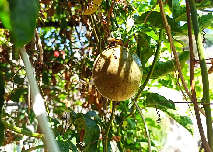 Jango Paradise Funchal (Madeira)